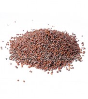 Th Turp Tohumu 100 gr